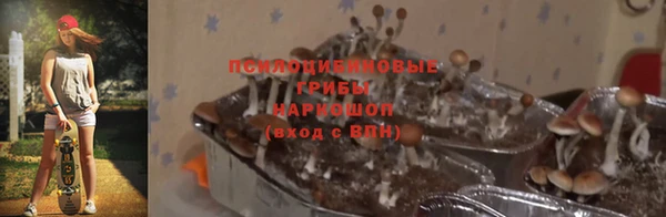 гидра Бородино